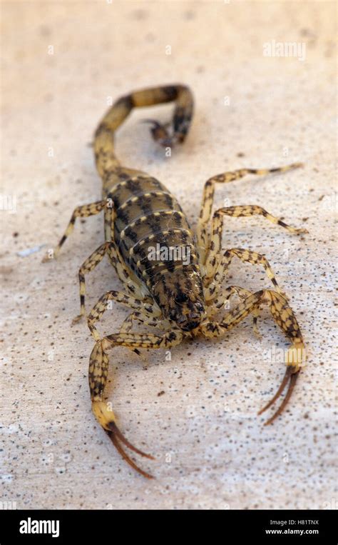 Isometrus maculatus .